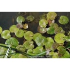 HYDROCHARIS morsus-ranae