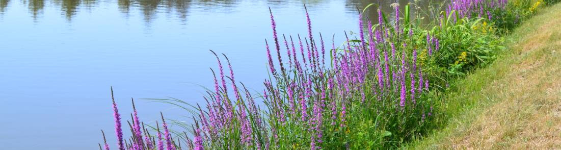 Plantes de rives et de berges