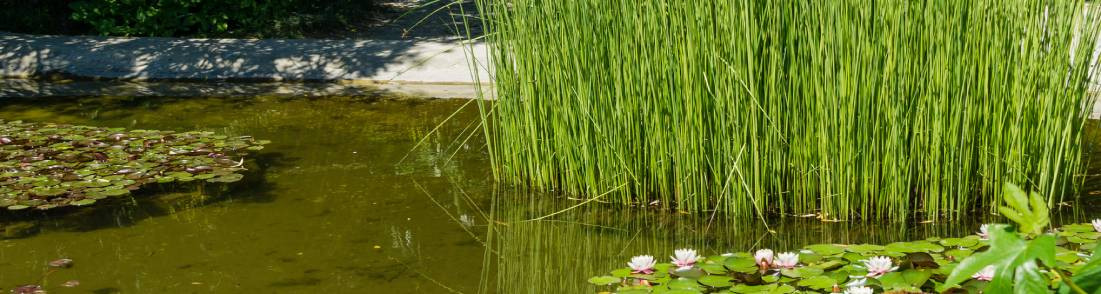 Plantes aquatiques