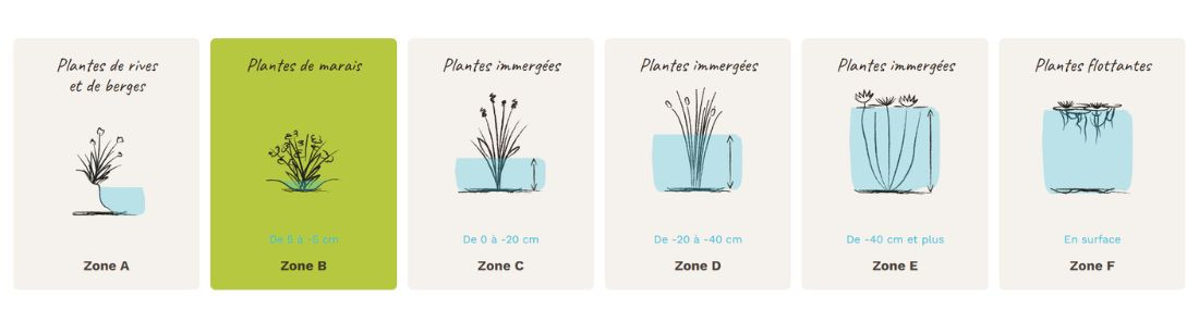 Plantes zone B, de 5 &agrave; -5 cm