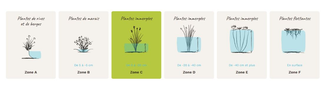 Plantes zone C, de 0 &agrave; -20 cm