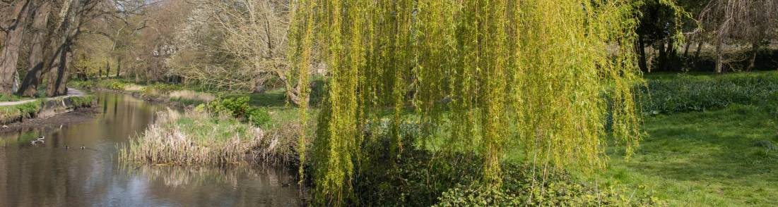Arbres