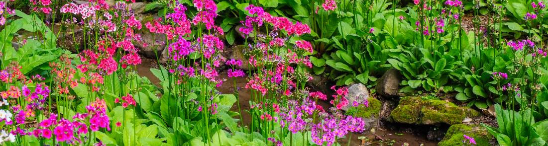 Plantes pour sols frais &agrave; humides