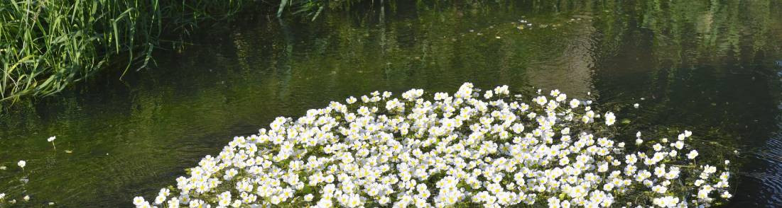 Plantes immerg&eacute;es
