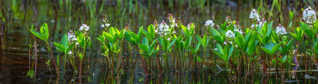 Plantes filtrantes
