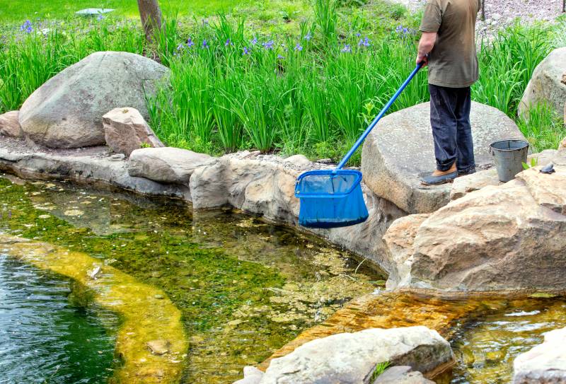 Entretien d&rsquo;un bassin de jardin