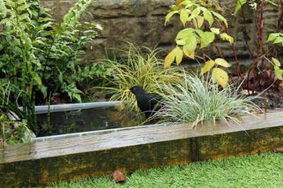 Faune aquatique d&rsquo;un bassin de jardin