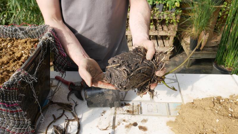 P&eacute;riodes de plantation : quand planter des aquatiques dans mon bassin ?